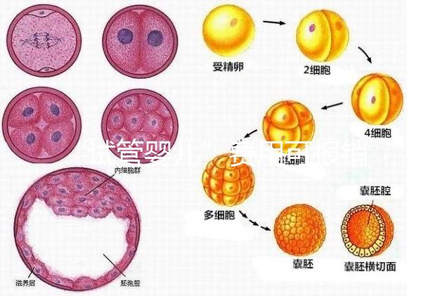 “試管嬰兒”費用可報銷！11月1日起，患者可在柳人醫享受新政迎“好孕”